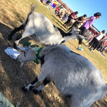 Goat Yoga - Goats chilling sniffing around - Yoga Near Me