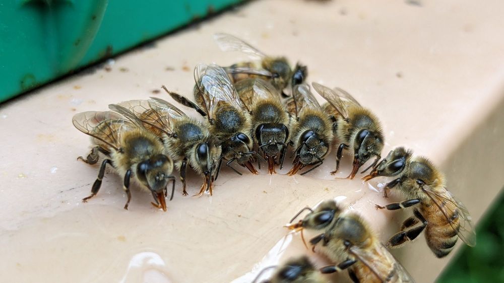 BLUEBERRY WOODS FARM Updated May 2024 14 Photos 382 Dogwood Rd