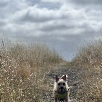 Good Samaritan Veterinary Hospital - Veterinarians Near Me - San Leandro, California Good Samaritan Veterinary Hospital - Veterinarians Near Me - San Leandro, California