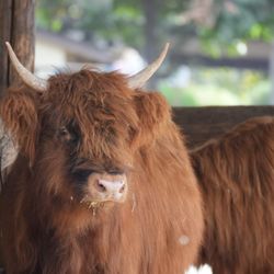 Underwood Family Farms - Highland cow