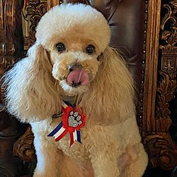 Strickland Arms B & B - Sophie back from the groomers.