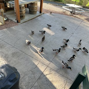 Coffee on the Rocks - ducks - Coffee & Tea Near Me - Estes Park, Colorado Coffee on the Rocks - ducks - Coffee & Tea Near Me - Estes Park, Colorado