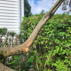 R K D Tree Service - 40 year old Dogwood main branch split from Oak RKD let fall on it. Beautiful tree will likely die due to their carelessness