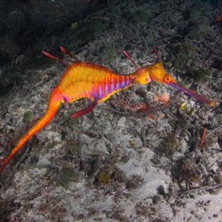 Urban Manta - Sea Dragons off Sydney with Abyss Scuba!