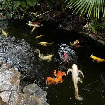 The Kenwood Inn - Koi Pond - Bed & Breakfast Near Me - Saint Augustine, Florida The Kenwood Inn - Koi Pond - Bed & Breakfast Near Me - Saint Augustine, Florida