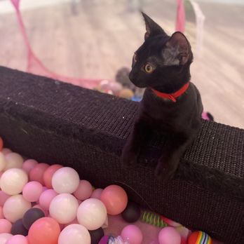 Cat Cafe Maui - Adorable kitten available for adoption - Pet Adoption Near Me - Kahului, Hawaii