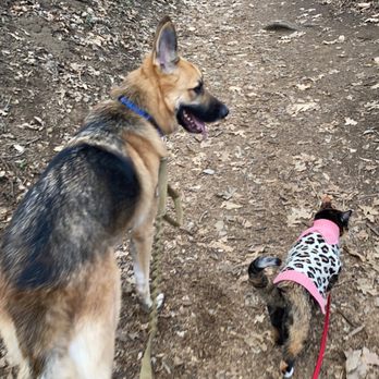 The Wildlands Conservancy - Best hiking buddies @harleytheadventurekitty @roccothegermanshepherdrescue - Community Service/Non-Profit Near Me - Oak Glen, California The Wildlands Conservancy - Best hiking buddies @harleytheadventurekitty @roccothegermanshepherdrescue - Community Service/Non-Profit Near Me - Oak Glen, California