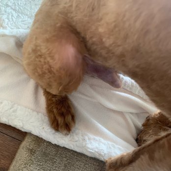 Groomit for Pets - Pet Groomers Near Me