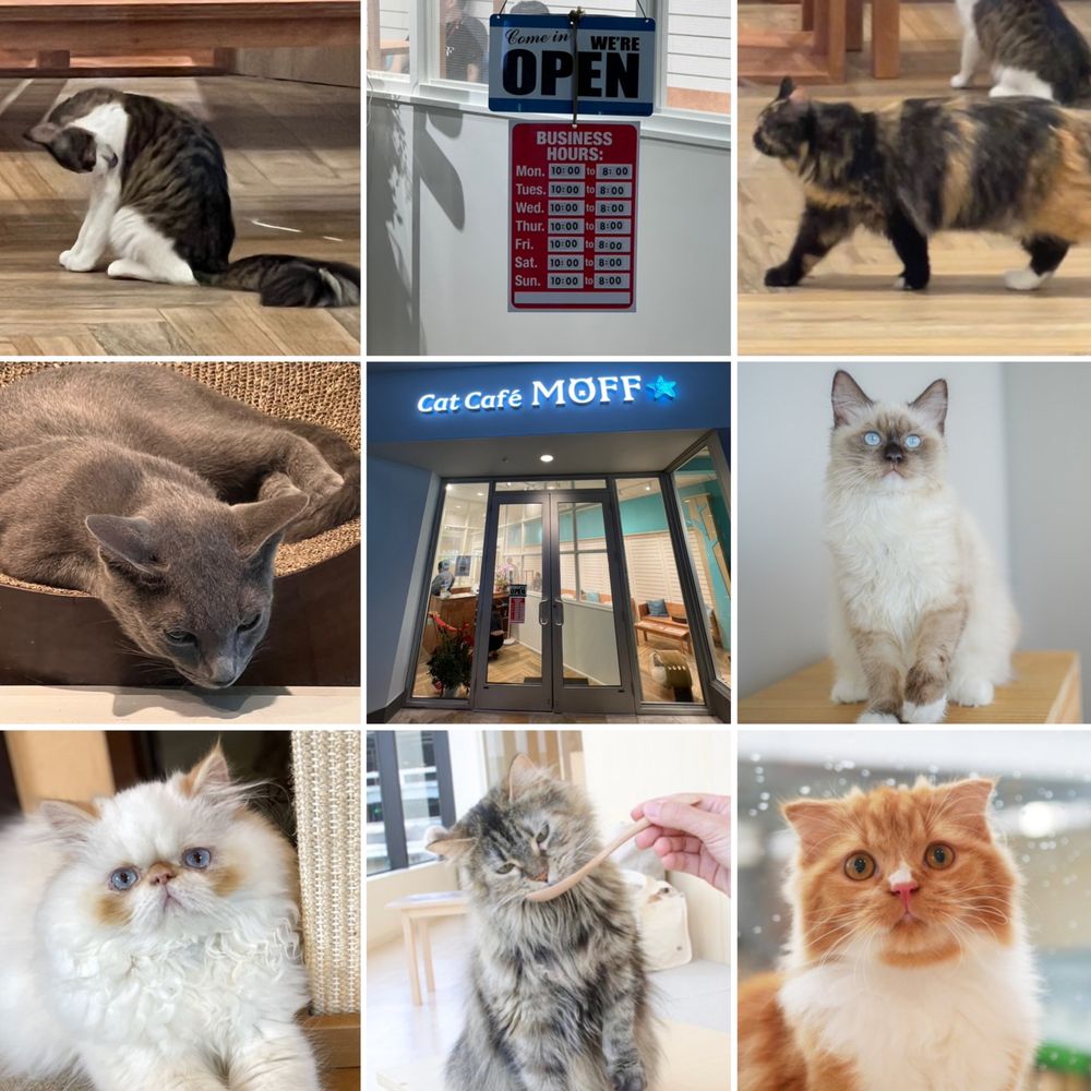 CAT CAFE MOFF 11 Photos 2330 Kalakaua Ave, Honolulu, Hawaii