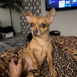 Boulevard Animal Hospital Giftly Beautiful Gift Card Alternative