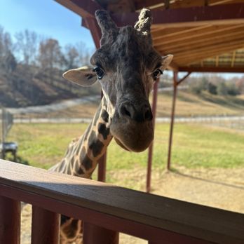Virginia Safari Park - Giraffe - Zoos Near Me - Natural Bridge, Virginia Virginia Safari Park - Giraffe - Zoos Near Me - Natural Bridge, Virginia