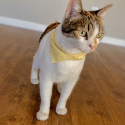 Sandy! They took good care of my kitty