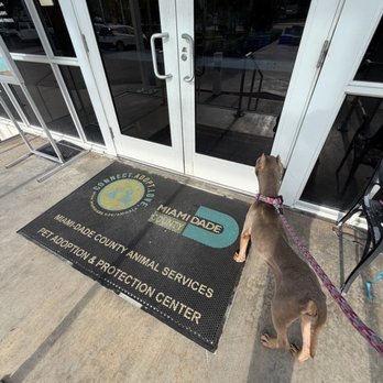 Miami Dade Animal Services - Animal Shelters Near Me - Doral, Florida Miami Dade Animal Services - Animal Shelters Near Me - Doral, Florida