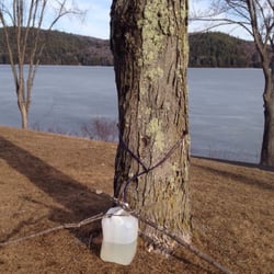 Town of Schroon Public Beach - Maple sap collection,April/May 2016