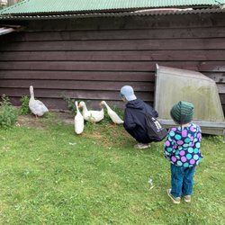 de Uylenburg - Geese!