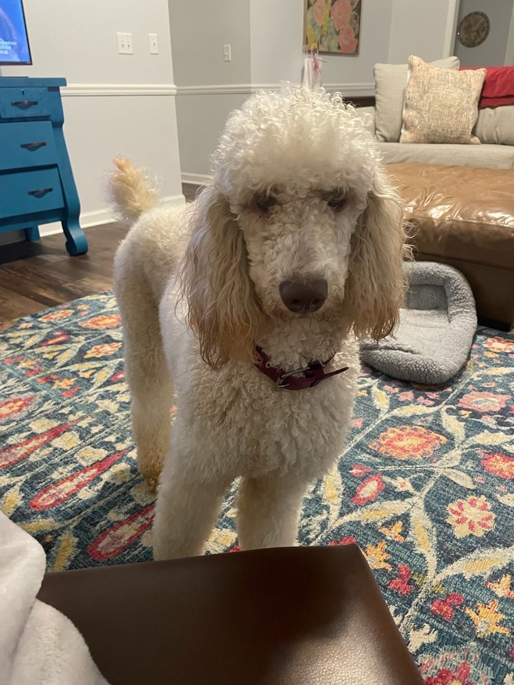 DREAM PUPPYS Updated October 2024 1422 Westgate Pkwy, Dothan, Alabama Pet Stores Phone