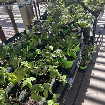 Star Nursery - Nurseries & Gardening Near Me - Las Vegas, Nevada