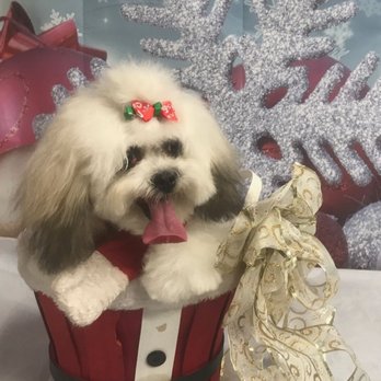 Puppy Cutz - Pet Groomers Near Me - San Jose, California