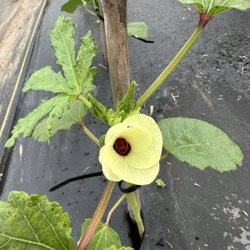 Cold Frame Farm - Gorgeous fruit flower! What is it?? Okra. Yes, it is.
