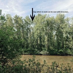Black River Riparian Forest and Wetland - Black River Protected Forest, arrow points to gap with 11 nests visible. 4-30-2026