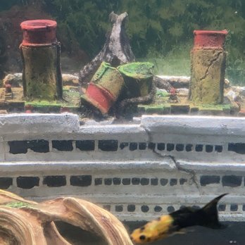 Aquatic Sealife - King of the castle   #DayOctopus - Local Fish Stores Near Me - Kenner, Louisiana