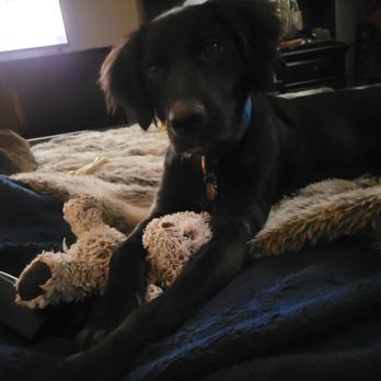 Ottawa Humane Society - You save a life and he saves yours - Animal Shelters Near Me - Ottawa, Ontario Ottawa Humane Society - You save a life and he saves yours - Animal Shelters Near Me - Ottawa, Ontario