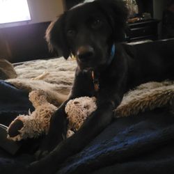 Ottawa Humane Society - You save a life and he saves yours