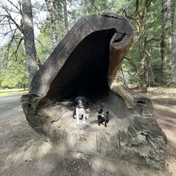 Drive-Thru Tree - Awesome tree - Parks Near Me - Leggett, California Drive-Thru Tree - Awesome tree - Parks Near Me - Leggett, California