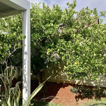 Espitia’s Tree Service - Starting to produce fruit again - Tree Services Near Me Espitia’s Tree Service - Starting to produce fruit again - Tree Services Near Me