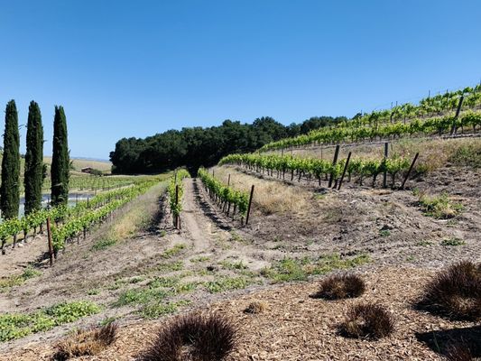 L'Aventure Winery by null