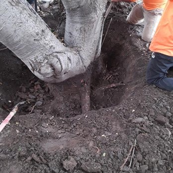 Serrano's Expert Tree Service - Root Collar Excavation - Tree Services Near Me - Los Gatos, California Serrano's Expert Tree Service - Root Collar Excavation - Tree Services Near Me - Los Gatos, California