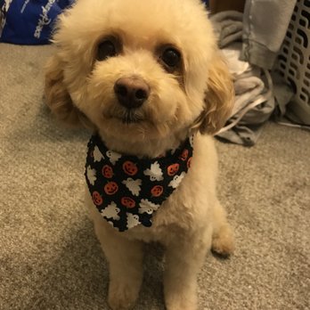 Splash Doggie - Pet Groomers Near Me - Burbank, California Splash Doggie - Pet Groomers Near Me - Burbank, California