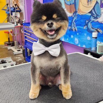 Unleashed - Pet Groomers Near Me - Marble Falls, Texas