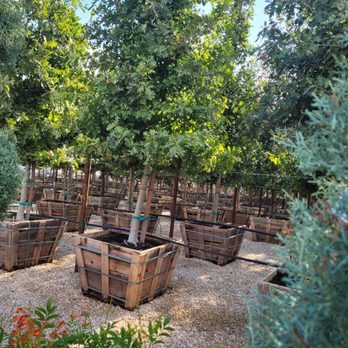 Moon Valley Nurseries - Christmas Trees Near Me - San Antonio, Texas