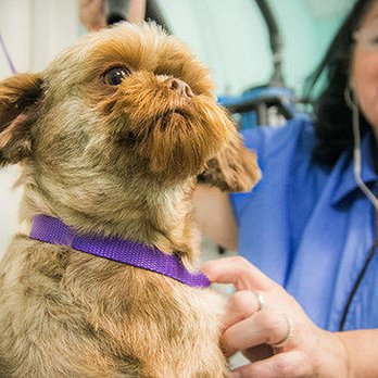 The Fetching Dog - Does your pet require nutritional advice consultations?  The Fetching Dog provides access to organic, premium, and raw diets,... - Pet Stores Near Me - Scottsdale, Arizona