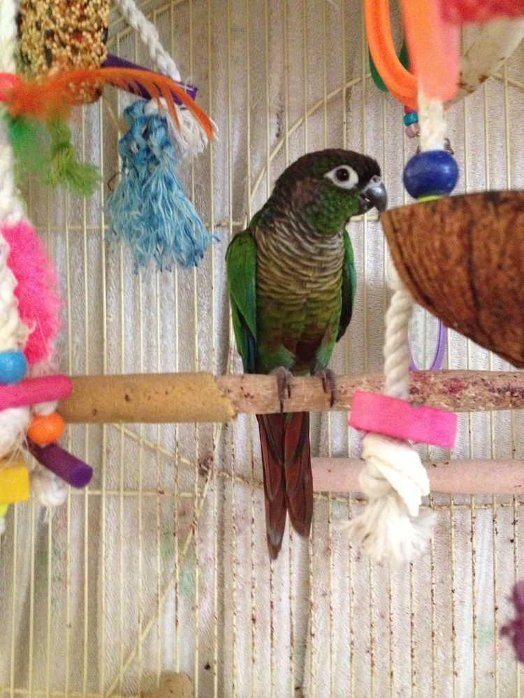 Kindred Paws - pet boarding facility in Tucson, AZ