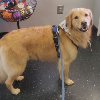 La Canada Pet Grooming - Pet Groomers Near Me - La Canada Flintridge, California La Canada Pet Grooming - Pet Groomers Near Me - La Canada Flintridge, California