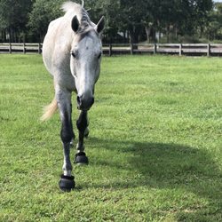 Seabrook Equestrian Center