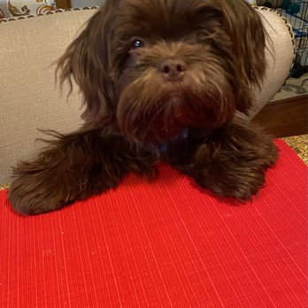 Bow Wow Babies - Enzo - Pet Stores Near Me - Huntington, New York Bow Wow Babies - Enzo - Pet Stores Near Me - Huntington, New York