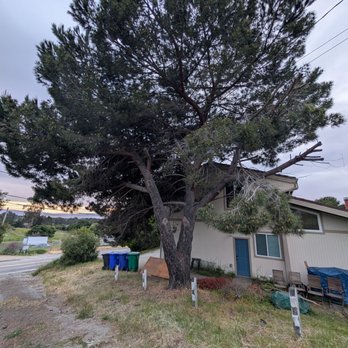 JMV Tree Service - Before of the pine tree that needed the most work - Tree Services Near Me - Hayward, California
