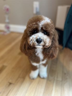 Coco Clips Dog Grooming