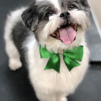 Disco Paws - Pet Sitting Near Me - Astoria, New York