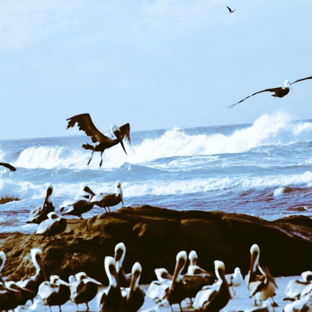 Pelicans