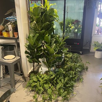 A New Leaf Florist - Fig leaf plant, hanging plants, flowers - Florists Near Me - San Francisco, California