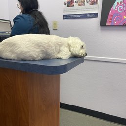 Usually Angel is on edge, clinging on to us to not leave her on the table alone, but she was super comfortable here! Usually Angel is on edge, clinging on to us to not leave her on the table alone, but she was super comfortable here!