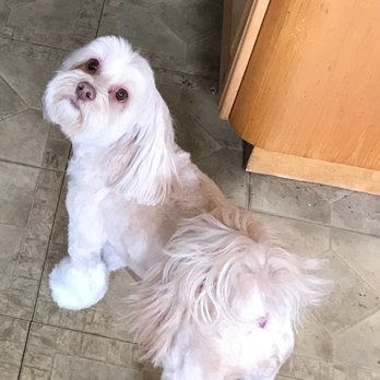 Spock & Elvis - Hazel's new look after Spock & Elvis - Pet Groomers Near Me - Great Neck, New York