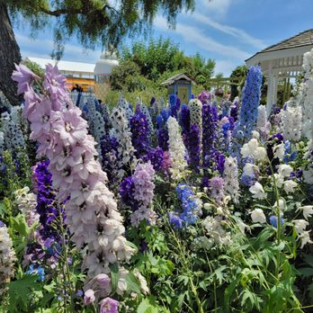 The Flower Fields - Blue flowers - Venues & Event Spaces Near Me - Carlsbad, California