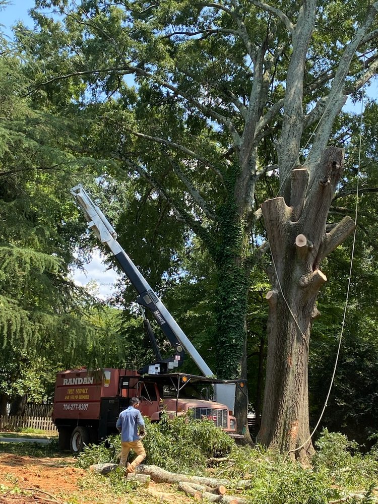 RANDAN TREE SERVICE Charlotte, North Carolina Tree Services Phone