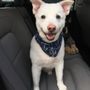 Photo of Bubbles & Bows Pet Services