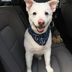 Bubbles & Bows Pet Services - Nuk